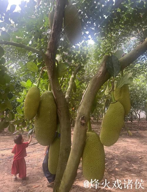 体验菠萝蜜视频的精彩世界：独家视频在线观看